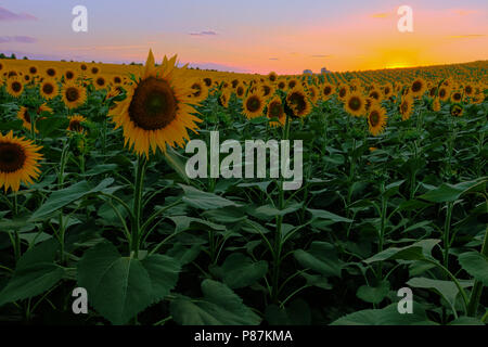 Endlose Sonnenblumen Feld auf dem Hintergrund des blauen Himmels Stockfoto