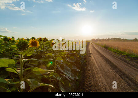 Die Sonnenblumen- Feldern auf der linken Seite während des Sonnenuntergangs der unbefestigten Straße, die in den Horizont Blätter und das weizenfeld auf der rechten Seite Stockfoto