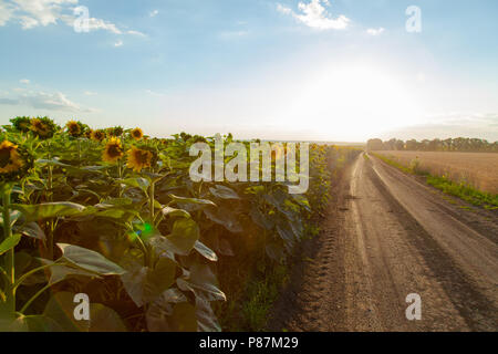Die Sonnenblumen- Feldern auf der linken Seite während des Sonnenuntergangs der unbefestigten Straße, die in den Horizont Blätter und das weizenfeld auf der rechten Seite Stockfoto