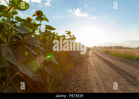 Die Sonnenblumen- Feldern auf der linken Seite während des Sonnenuntergangs der unbefestigten Straße, die in den Horizont Blätter und das weizenfeld auf der rechten Seite Stockfoto