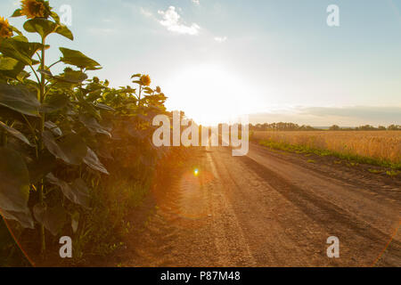 Die Sonnenblumen- Feldern auf der linken Seite während des Sonnenuntergangs der unbefestigten Straße, die in den Horizont Blätter und das weizenfeld auf der rechten Seite Stockfoto