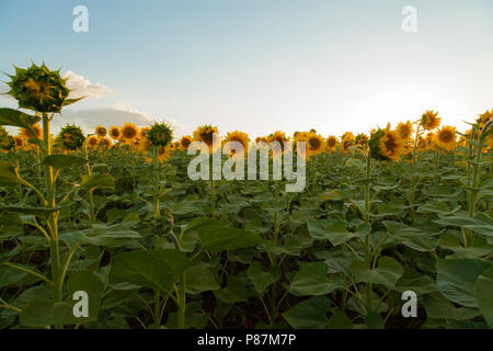 Endlose Sonnenblumen Feld auf dem Hintergrund des blauen Himmels Stockfoto