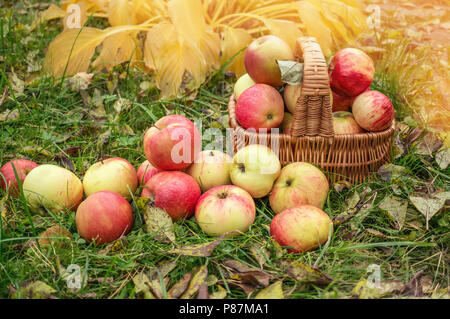 Reife äpfel in einem Korb auf dem Gras. Ernte. Festival Stockfoto