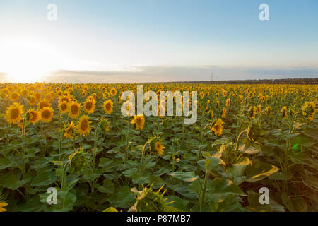 Endlose Sonnenblumen Feld auf dem Hintergrund des blauen Himmels Stockfoto