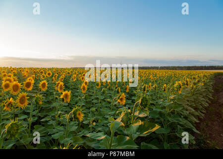 Endlose Sonnenblumen Feld auf dem Hintergrund des blauen Himmels Stockfoto
