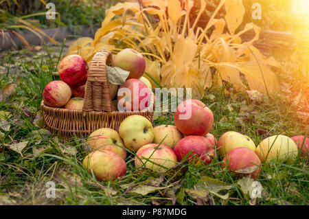 Reife äpfel in einem Korb auf dem Gras. Ernte. Festival. Äpfel für Most Stockfoto