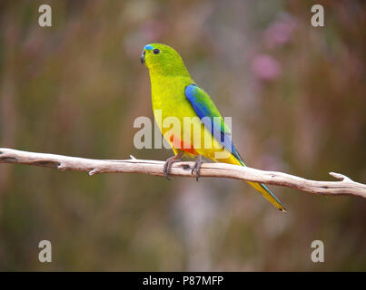 Kritisch bedrohte Orange-bellied Parrot (Neophema chrysogaster) auf einem Ast sitzend Stockfoto