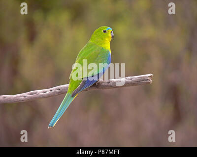 Kritisch bedrohte Orange-bellied Parrot (Neophema chrysogaster) auf einem Ast sitzend Stockfoto