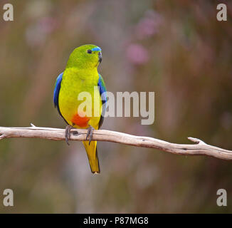 Kritisch bedrohte Orange-bellied Parrot (Neophema chrysogaster) auf einem Ast sitzend Stockfoto