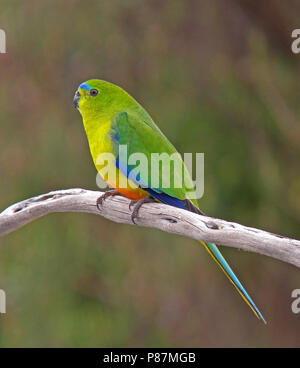 Kritisch bedrohte Orange-bellied Parrot (Neophema chrysogaster) auf einem Ast sitzend Stockfoto