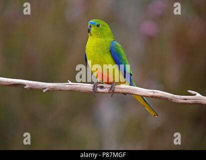 Kritisch bedrohte Orange-bellied Parrot (Neophema chrysogaster) auf einem Ast sitzend Stockfoto