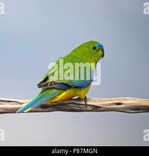 Kritisch bedrohte Orange-bellied Parrot (Neophema chrysogaster) auf einem Ast sitzend Stockfoto