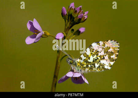 Oranje tipje/Orange Tip (Anthocharis cardamines) Stockfoto