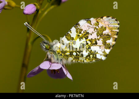 Oranje tipje/Orange Tip (Anthocharis cardamines) Stockfoto