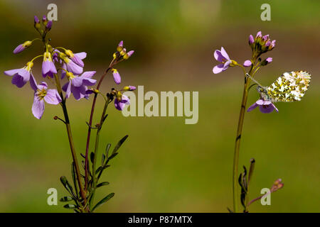 Oranje tipje/Orange Tip (Anthocharis cardamines) Stockfoto