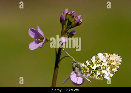 Oranje tipje/Orange Tip (Anthocharis cardamines) Stockfoto