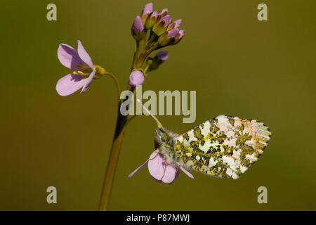 Oranje tipje/Orange Tip (Anthocharis cardamines) Stockfoto