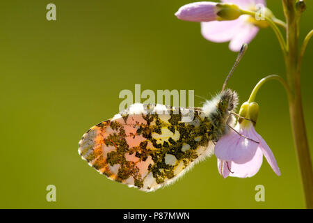 Oranje tipje/Orange Tip (Anthocharis cardamines) Stockfoto