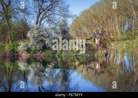 Dreiländereck von Österreich, der Tschechischen Republik und der Slowakei auf der Thaya und Morava, Aussicht wrom österreichische Bank Stockfoto