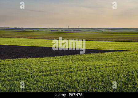 In ländlicher Umgebung in der Nähe von rabensburg im Bezirk Mistelbach im österreichischen Bundesland Niederösterreich. Stockfoto