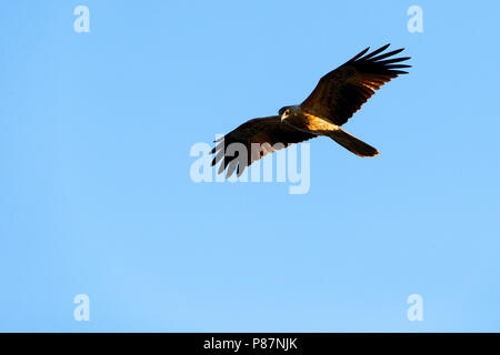Schwarzer Milan (MILVUS MIGRANS) flying Overhead, Western Australia Stockfoto