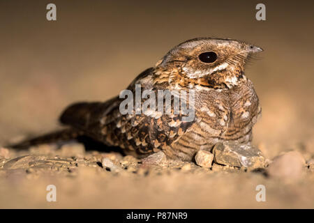 Red-necked Nightjar, Moorse, Caprimulgus ruficollis Nachtzwaluw Stockfoto