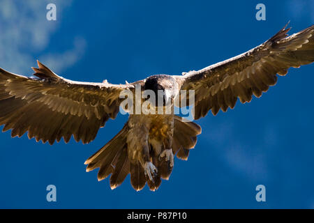 Bartgeier, Lammergier, Gypaetus Barbatus Stockfoto