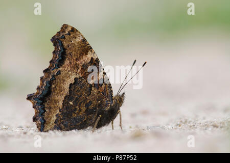 Oostelijke vos; Gelb-legged Schildpatt; Nymphalis xanthomelas Stockfoto