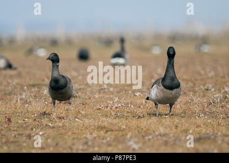 Blass-bellied Brent Goose - Hellbäuchige Ringelgans - Branta bernicla hrota ssp., Deutschland, Erwachsene Stockfoto