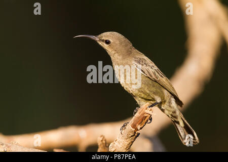 Palästina Sunbird - Jerichonektarvogel - Cinnyris osea ssp. osea, Oman, erwachsene Frau Stockfoto