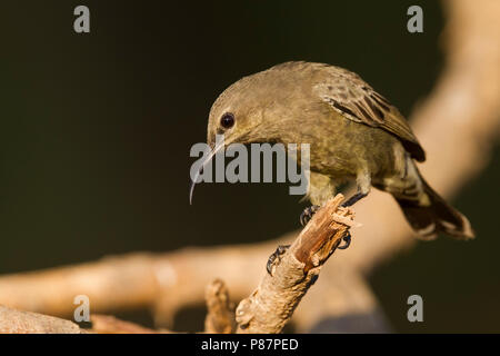 Palästina Sunbird - Jerichonektarvogel - Cinnyris osea ssp. osea, Oman, erwachsene Frau Stockfoto