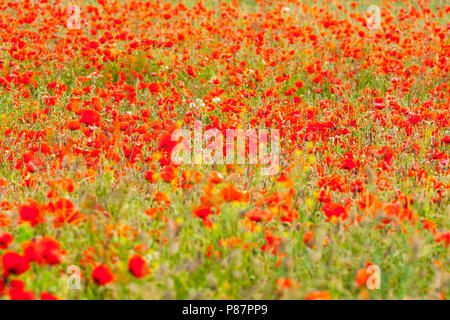 Bloeiende Grote klaproos, blühende Corn Poppy Stockfoto