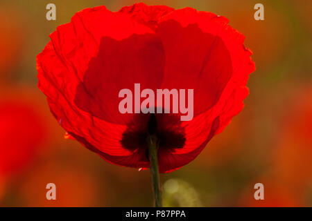 Bloeiende Grote klaproos, blühende Corn Poppy Stockfoto