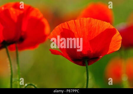 Bloeiende Grote klaproos, blühende Corn Poppy Stockfoto