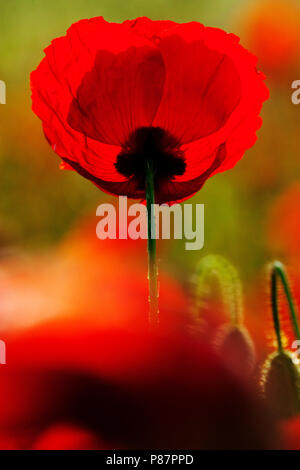 Bloeiende Grote klaproos, blühende Corn Poppy Stockfoto