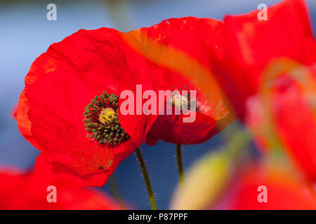 Bloeiende Grote klaproos, blühende Corn Poppy Stockfoto