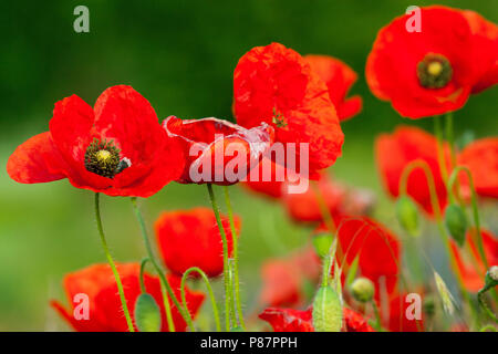 Bloeiende Grote klaproos, blühende Corn Poppy Stockfoto