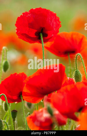 Bloeiende Grote klaproos, blühende Corn Poppy Stockfoto