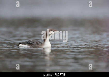 Black-throated Diver Überwinterung in den Niederlanden Stockfoto