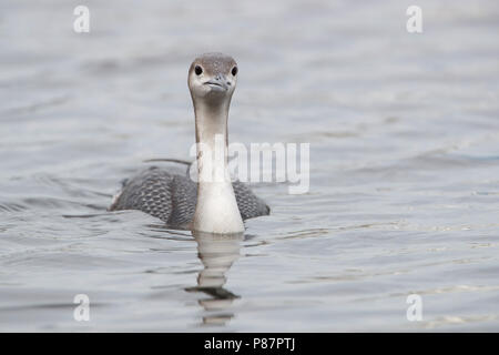 Black-throated Diver Überwinterung in den Niederlanden Stockfoto