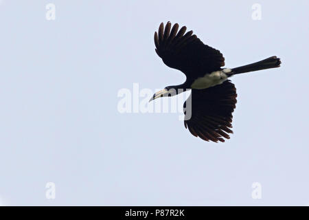 African Pied Hornbill (Tockus fasciatus) im Flug Stockfoto