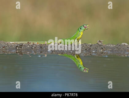 Männliche Western Green Lizard, Mannetje smaragdhagedis Westelijke Stockfoto