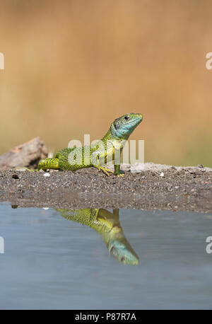 Männliche Western Green Lizard, Mannetje smaragdhagedis Westelijke Stockfoto