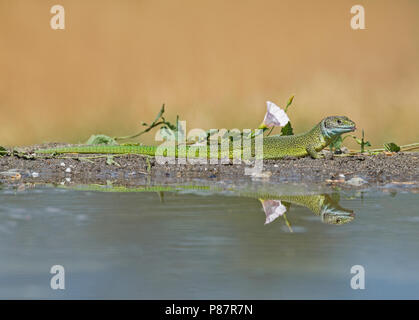 Männliche Western Green Lizard, Mannetje smaragdhagedis Westelijke Stockfoto