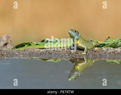 Männliche Western Green Lizard, Mannetje smaragdhagedis Westelijke Stockfoto