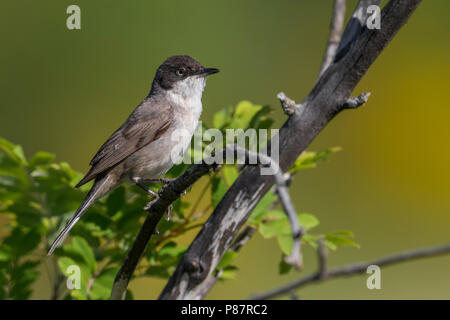 Männliche Western Orphean Warbler (Sylvia hortensis) Stockfoto