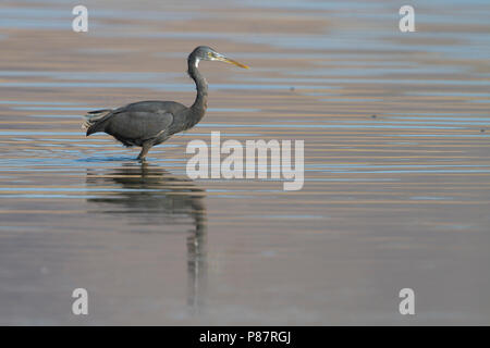 Western Reef-Egret - Küstenreiher - Egretta gularis ssp. schistacea, Oman, dunklen Morph, Erwachsene Stockfoto