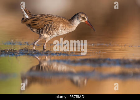 Western Water Rail-Wasserralle Rallus aquaticus - ssp. Aquaticus, Griechenland, Juvenile Stockfoto