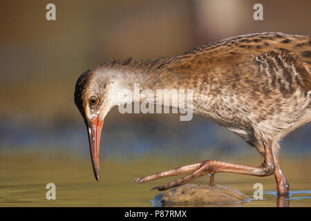 Western Water Rail-Wasserralle Rallus aquaticus - ssp. Aquaticus, Griechenland, Juvenile Stockfoto