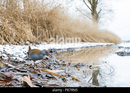 Western Water Rail-Wasserralle Rallus aquaticus - ssp. Aquaticus, Deutschland, Erwachsene Stockfoto